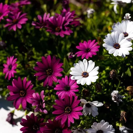 Concha Con Perla ヴィラ *