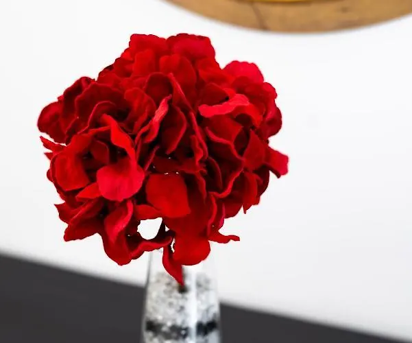 Concha Con Perla Willa