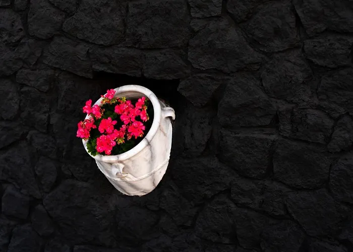 Concha Con Perla Willa Monolitos