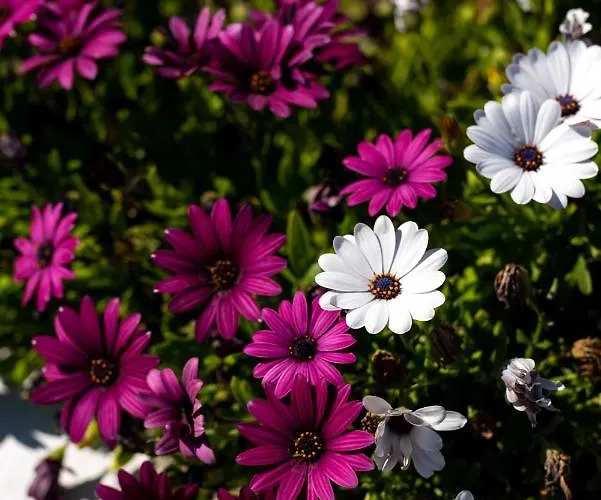 Concha Con Perla Villa *