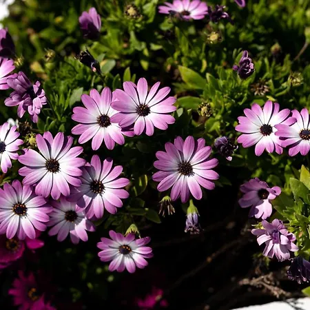 فيلة Concha Con Perla