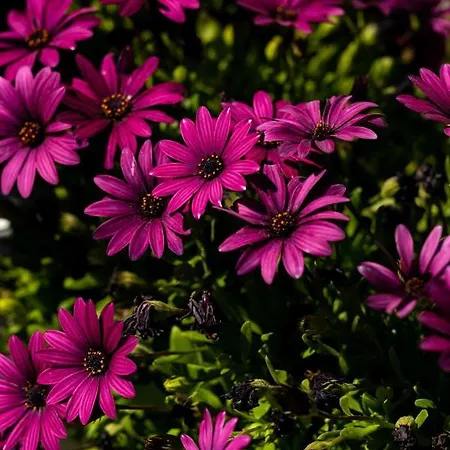 Concha Con Perla Βίλα *