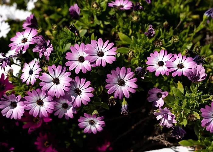 ヴィラ Concha Con Perla