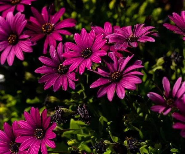 Concha Con Perla ヴィラ *